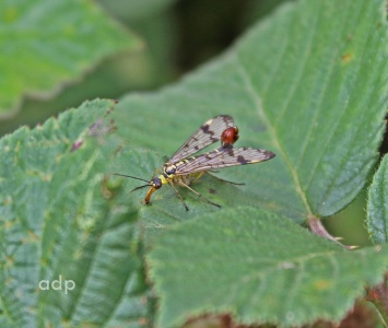 Scorpion Fly (Panorpa sp) Alan Prowse